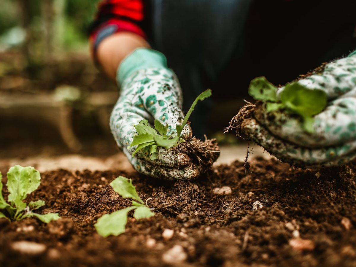 Ilse aan het werk: handen die vaste planten in de border planten