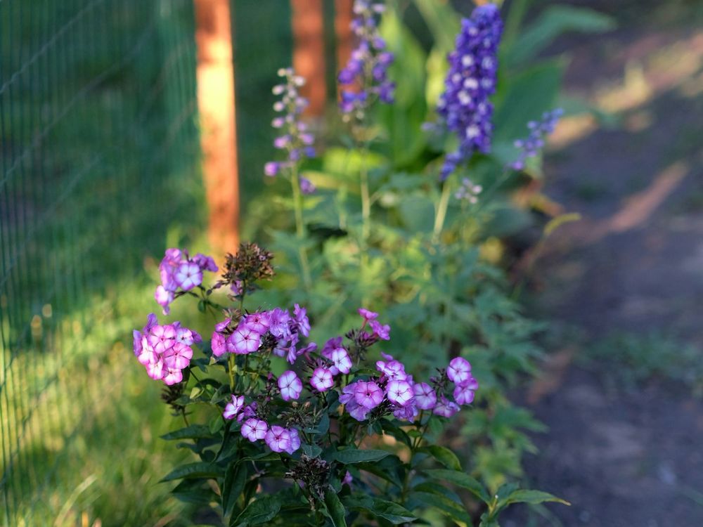 Border met vaste planten in bloei langs een pad