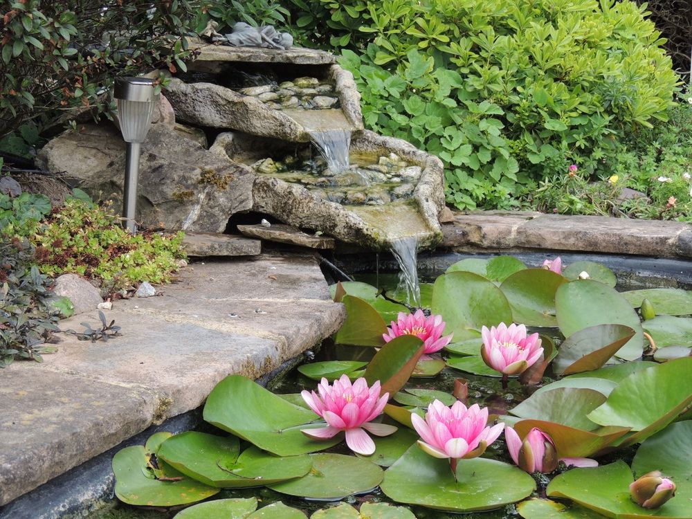 Vijver met waterlelies en omringende beplanting